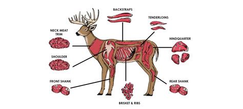 Is deer meat healthy. Things To Know About Is deer meat healthy. 